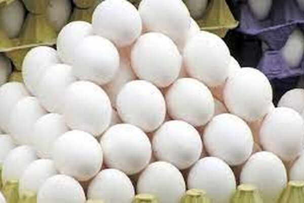  طرح توزیع اینترنتی مرغ و تخم‌مرغ در مشهد اجرا می‌شود