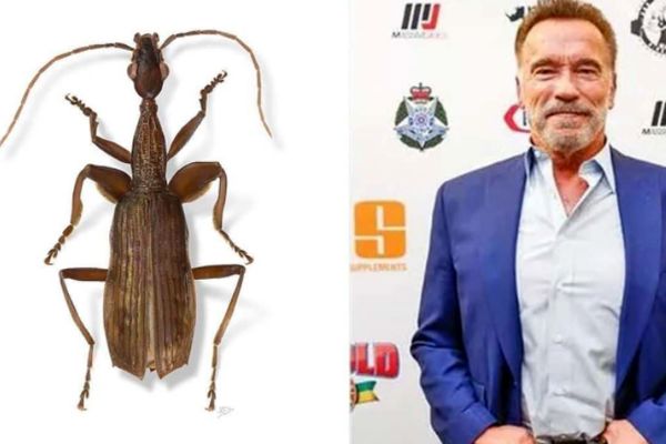 نام آرنولد را روی یک سوسک گذاشتند! + عکس