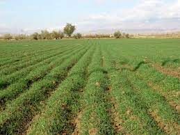 صدور سند مالکیت دولتی برای 70 درصد از زمین‌های ملی در کلات