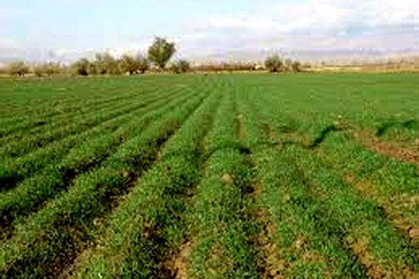صدور سند مالکیت دولتی برای 70 درصد از زمین‌های ملی در کلات