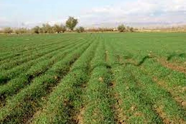 صدور سند مالکیت دولتی برای 70 درصد از زمین‌های ملی در کلات