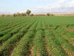 صدور سند مالکیت دولتی برای 70 درصد از زمین‌های ملی در کلات