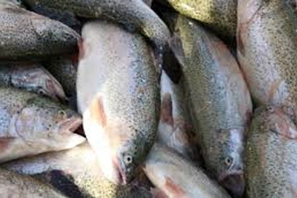 با این روش ماهی قزل‌آلا را برای مدت بیشتری در یخچال نگهداری کنید