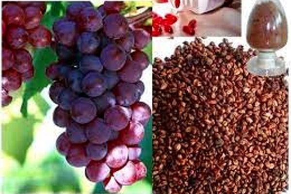 عصاره هسته انگور به افزایش طول عمر کمک می‌کند