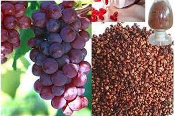 عصاره هسته انگور به افزایش طول عمر کمک می‌کند