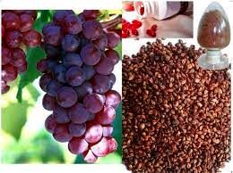 عصاره هسته انگور به افزایش طول عمر کمک می‌کند