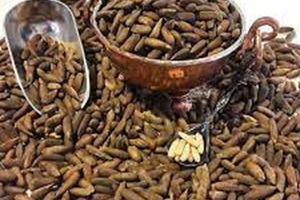 درمان چند بیماری با چلغوز/این دانه گران قیمت را بیشتر بشناسید
