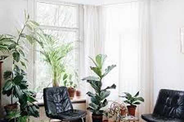 با این گیاهان آپارتمانی استرس را از خود دور کنید