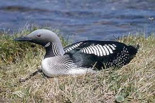 گونه جدید پرنده "غواص گلوسیاه" در زبرخان مشاهده شد