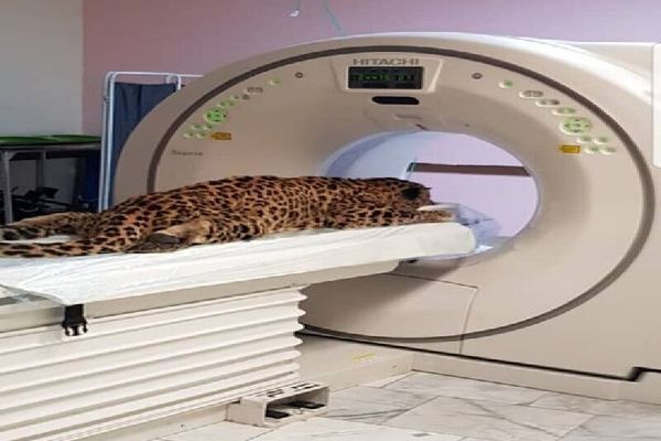 پلنگ زخمی کلات جان باخت