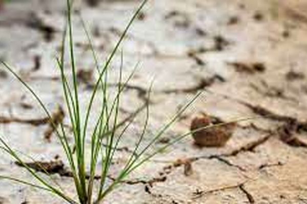 روند شور شدن زمین‌های کشاورزی در خراسان رضوی رو به افزایش است