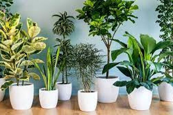 گیاهان آپارتمانی که خوش شانسی به همراه دارند