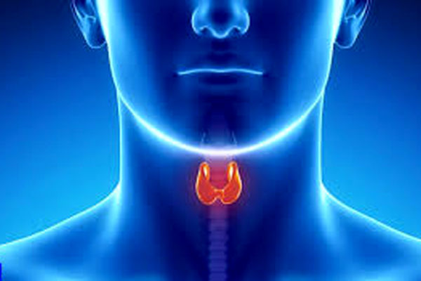 غده تیروئید تاثیر زیادی بر سیستم قلبی عروقی دارد