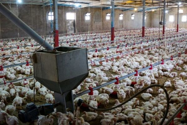 آیا مرغ های چاق آنتی بیوتیکی هستند؟