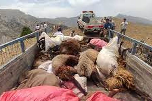 سقوط بیش از ۱۰۰ رأس گوسفند در ارتفاعات قره‌سو کلات