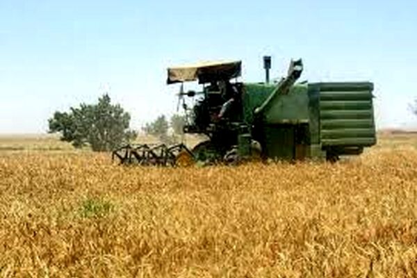 آغاز برداشت گندم از مزارع شهرستان مشهد