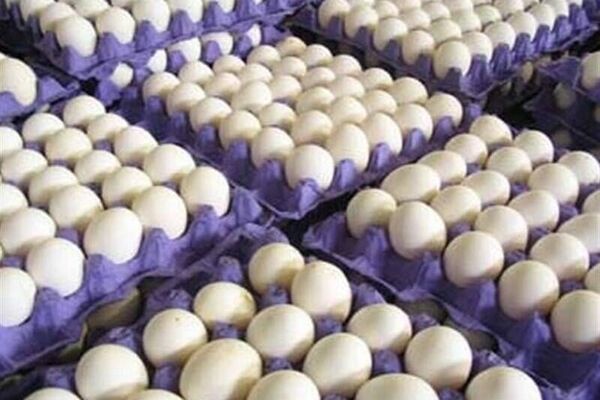 خرید حمایتی تخم مرغ تولید در نیمه دوم سال را تضمین می کند