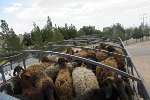 توقیف کامیون حمل دام غیرمجاز در خوشاب خراسان رضوی