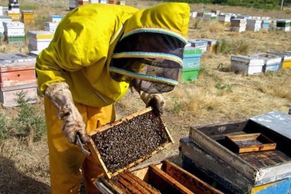 میزان تولید عسل در ایران بیشتر از سرانه مصرف است / لزوم فراهم کردن بستر صادرات بخش خصوصی توسط دولت