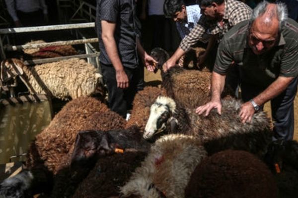 160 اکیپ نظارتی و بازررسی دامپزشکی بر کشتار دام در عید قربان نظارت می‌کنند