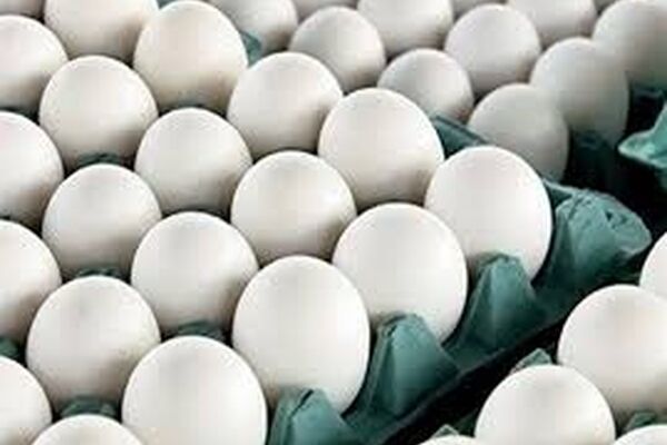 روزانه 350 تن تخم مرغ در خراسان رضوی تولید می‌شود