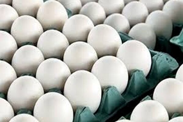 روزانه 350 تن تخم مرغ در خراسان رضوی تولید می‌شود