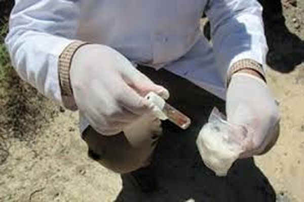 4 مورد مبتلا و مشکوک به هاری در نیشابور شناسایی شدند