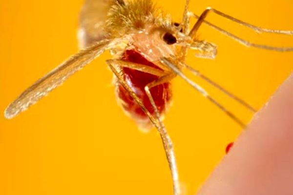 سالک در خراسان رضوی رو به کاهش است