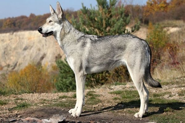 گرگاس در کمین شهروندان طرقبه