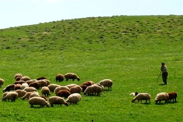 کاهش ۴۶ درصدی تولید علوفه مراتع خراسان رضوی