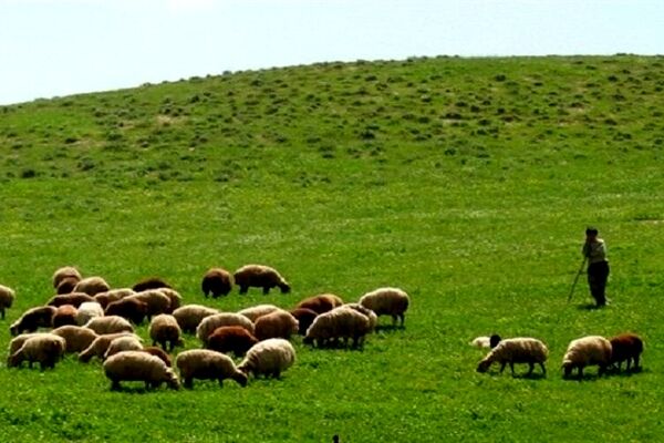 کاهش ۴۶ درصدی تولید علوفه مراتع خراسان رضوی