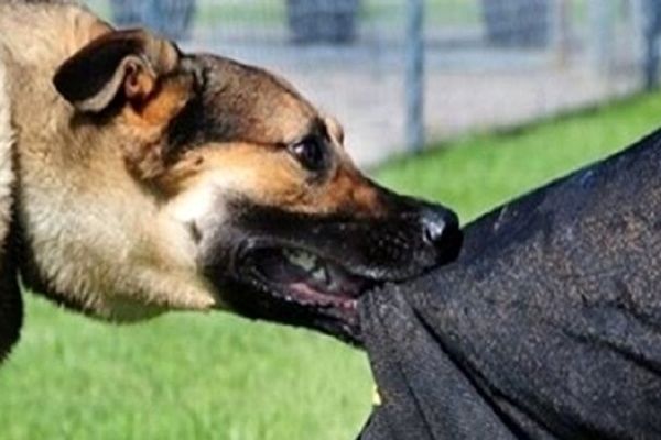 کودکان خراسان رضوی بیشترین گروه در معرض حیوان‌گزیدگی