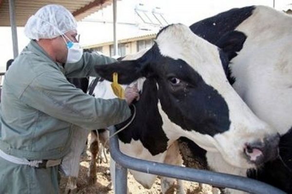 آغاز ایمن سازی دام های سبک وسنگین استان علیه تب برفکی