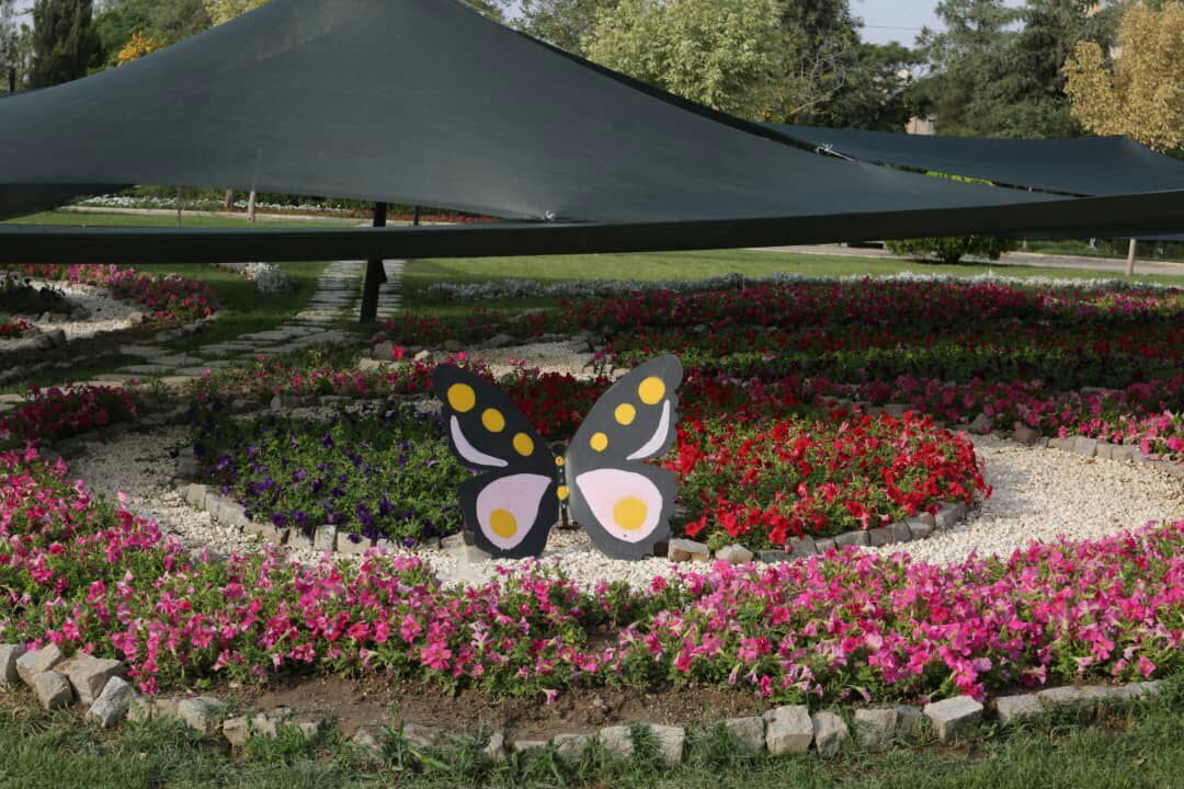 نمایش گستره‌ای از گل‌های اطلسی برای اولین بار در مشهد