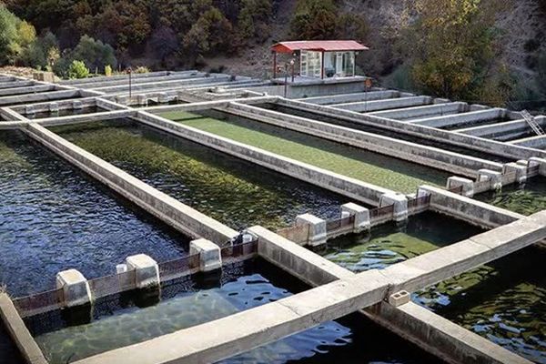 مخاطرات سیلاب ها و هشدار دامپزشکی خراسان رضوی به آبزی پروان استان