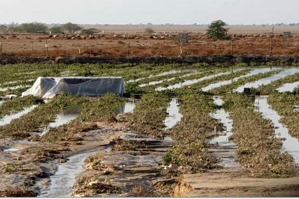 خسارت ۳۳۳ میلیارد تومانی سیلاب‌های اخیر به کشاورزی خراسان رضوی