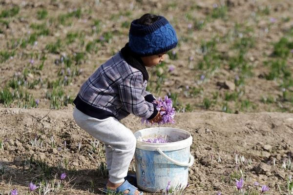 برداشت زعفران در مشهد