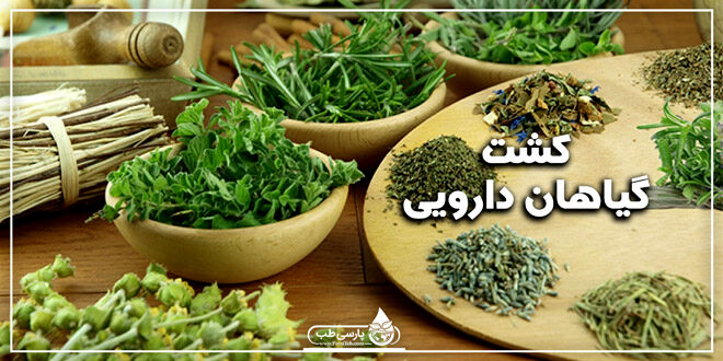 گیاهان دارویی صنعتی ارز آور/پرداخت تسهیلات به افراد جویای کشت گیاهان دارویی