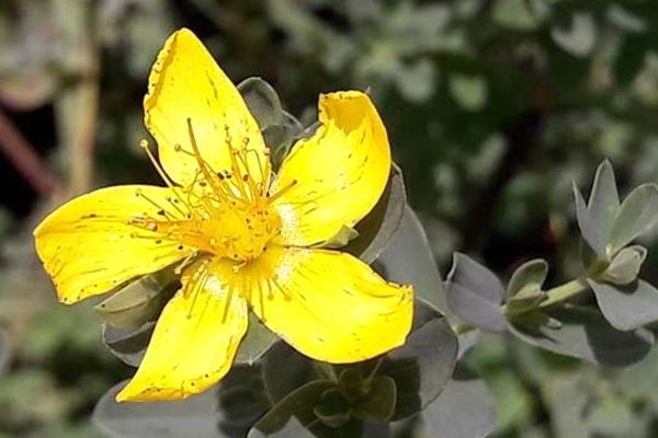 محققان دانشگاه علوم پزشکی مشهد موفق به تولید فرآورده دارویی موثر بر کنترل اشتها شدند