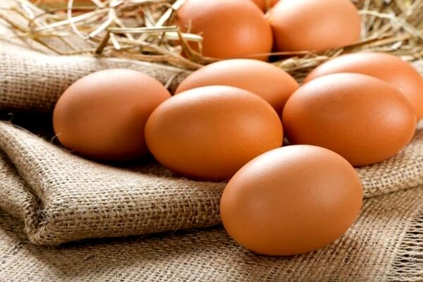چرا قیمت تخم مرغ در خراسان رضوی افزایش یافته است؟