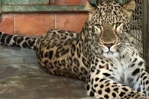 تلاش برای درمان درگیری‌های عصبی «ارس» پلنگ باغ وحش مشهد ادامه دارد