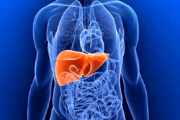 پایان مراحل آزمایشگاهی ساخت سلولهای بنیادین شبه کبد و شبه پانکراس