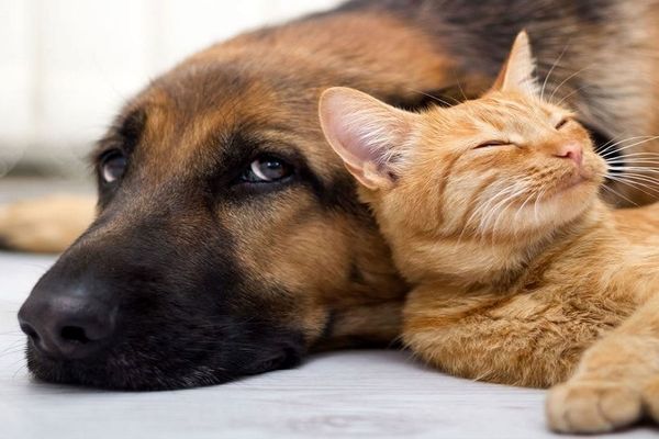 تفریح پولدارها با نگهداری حیوانات اهلی و وحشی