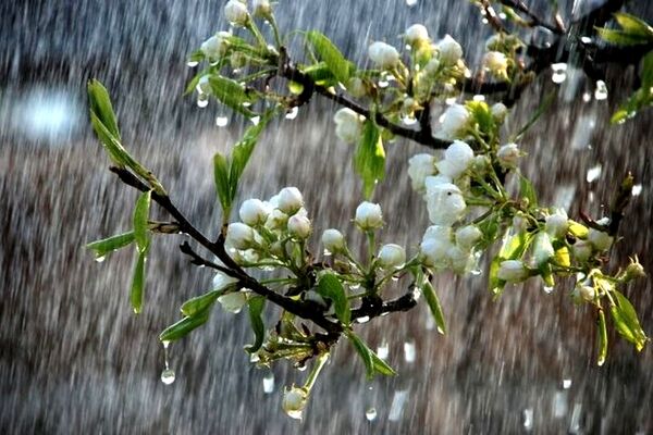 مشهد بارانی می‌شود/ کاهش دمای هوا