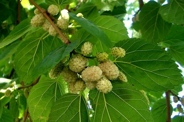 میوه درختان توت شهری به مقدار زیادی آلوده است