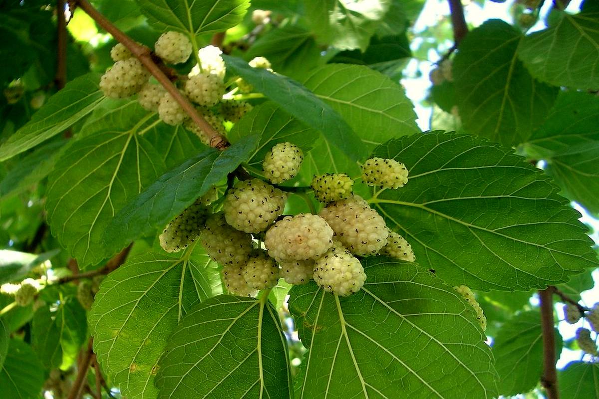 میوه درختان توت شهری به مقدار زیادی آلوده است