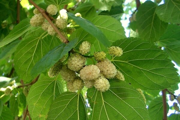 میوه درختان توت شهری به مقدار زیادی آلوده است