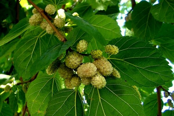 میوه درختان توت شهری به مقدار زیادی آلوده است