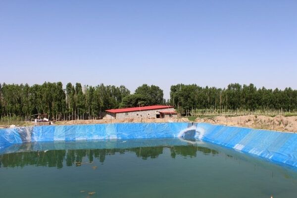 شیرجه مرگ در استخرهای کشاورزی