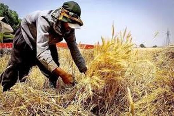 خرید تضمینی بیش از ۲۰۰۰ تن گندم در خراسان رضوی